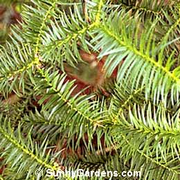 Cunninghamia lanceolata, Common China Fir