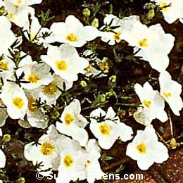 Nierembergia, Cupflower