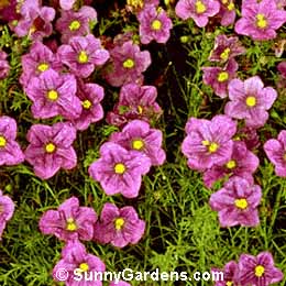 Nierembergia, Dwarf Cup Flower, Nierembergia hippomanica, Nierembergia caerula