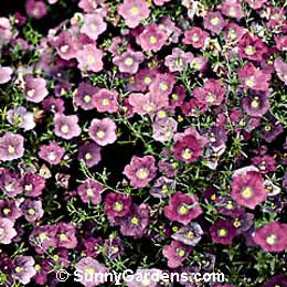 Nierembergia hippomanica violacea, Cupflower, Nierembergia caerulea