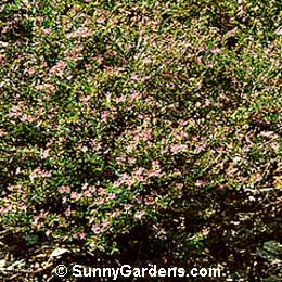 Cuphea hyssopifolia, Elfin Herb, False Heather