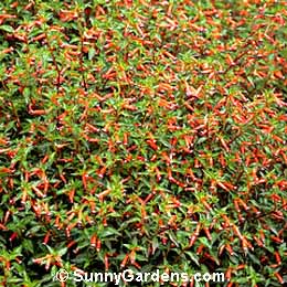 Cuphea ignea, Firecracker Plant, Cigar Plant, Red-White-and-Blue Flower