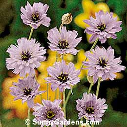 Catananche caerulea, Cupid's Dart