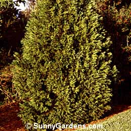 x Cupressocyparis leylandii, Leyland Cypress