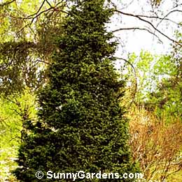 x Cupressocyparis leylandii, Leyland Cypress