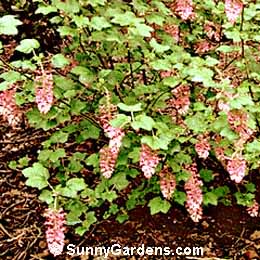 Ribes sanguineum, Red Flowering Currant, Flowering Currant