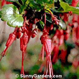Ribes speciosum, Fuchsia-Flowering Gooseberry