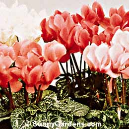 Cyclamen persicum