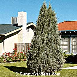 Cupressus arizonica, Arizona Cypress, Smooth Cypress