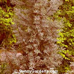 Cupressus glabra, Arizona Cypress, Smooth Cypress, Smooth-Barked Cypress