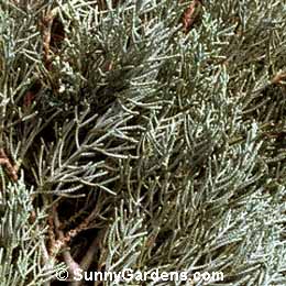 Cupressus guadalupensis, Guadalupe Cypress
