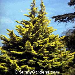 Cupressus macrocarpa, Monterey Cypress