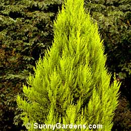 Cupressus macrocarpa, Monterey Cypress