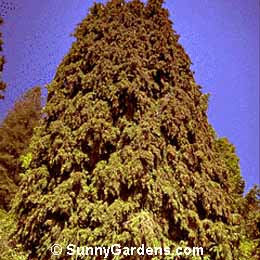 Chamaecyparis lawsoniana, Lawson False Cypress, Poart Orford Cedar