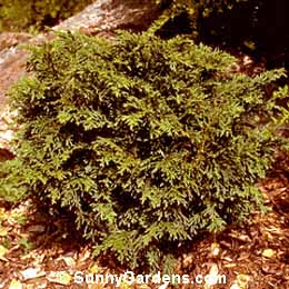 Chamaecyparis lawsoniana, Forsteck False Cypress