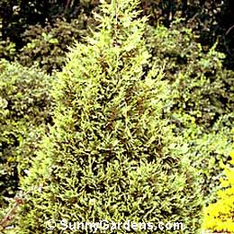 Chamaecyparis nootkatensis, Nootka False Cypress