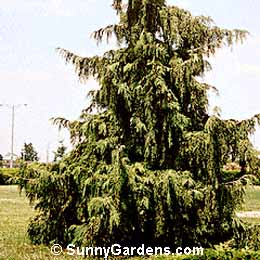 Chamaecyparis nootkatensis, Weeping Nootka False Cypress