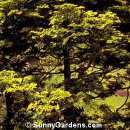 Chamaecyparis obtusa, Hinoki False Cypress