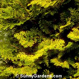 Chamaecyparis obtusa, False Cypress