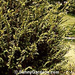 Chamaecyparis obtusa, False Cypress Hinoki Cypress