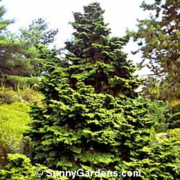 Chamaecyparis obtusa, Gold Hinoki Cypress, Hinoki False Cypress