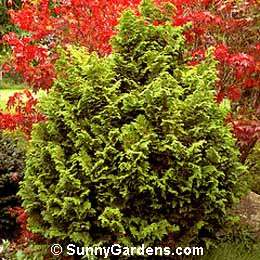 Chamaecyparis obtusa, False Cypress