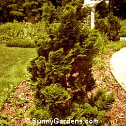 Chamaecyparis obtusa, False Cypress