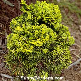Chamaecyparis obtusa, False Cypress
