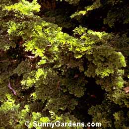 Chamaecyparis obtusa, False Cypress