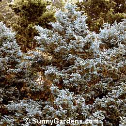 Chamaecyparis pisifera, False Cypress, Chamaecyparis pisifera 'Cyano-Viridis'