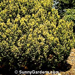 Chamaecyparis pisifera, Sawara False Cypress
