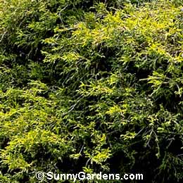 Chamaecyparis pisifera, False Cypress