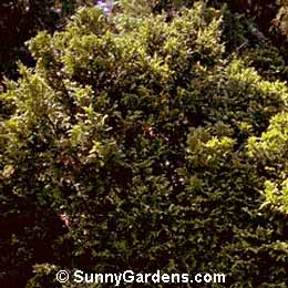 Chamaecyparis pisifera, False Cypress