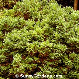 Chamaecyparis pisifera, False Cypress