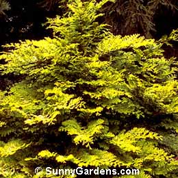 Chamaecyparis pisifera, False Cypress