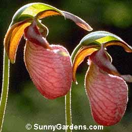 Cypripedium acaule, Slipper Orchid, Lady's Slipper Orchid, Moccasin Flower