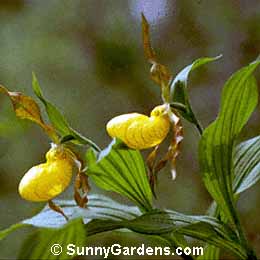 Cypripedium calceolus, Lady's Slipper Orchid
