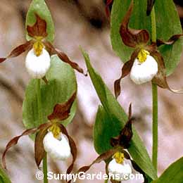 Cypripedium montanum, Lady's Slipper