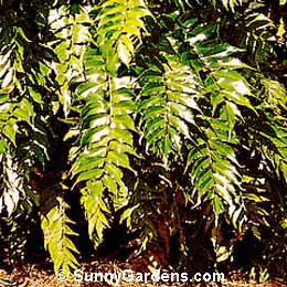 Cyrtomium falcatum, Holly Fern, Japanese Holly Fern