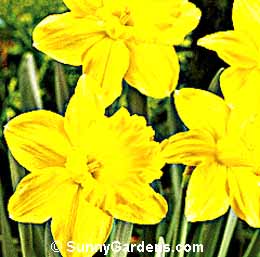Narcissus, Daffodil