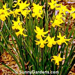 Narcissus, Daffodil