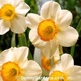 Narcissus, Daffodil