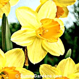 Narcissus, Daffodil