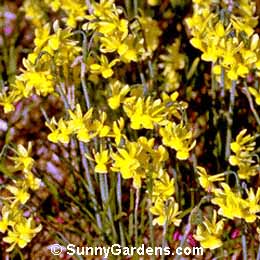 Narcissus, Daffodil
