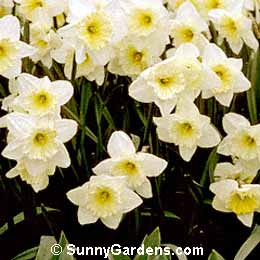 Narcissus, Daffodil