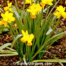 Narcissus, Daffodil