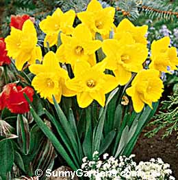 Narcissus, Daffodil