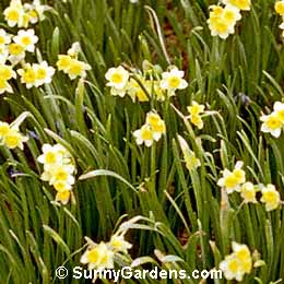 Narcissus, Daffodil