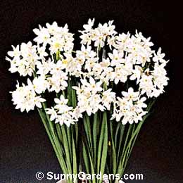 Narcissus, Daffodil