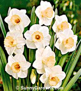 Narcissus, Daffodil